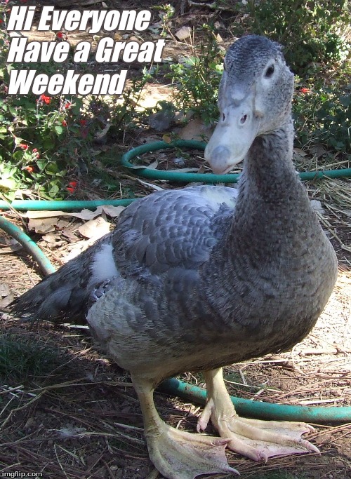Hi Everyone have a great weekend | Hi Everyone
Have a Great
Weekend | image tagged in hi,have a great weekend,muscovy ducks,memes,hi ducks,ducks | made w/ Imgflip meme maker