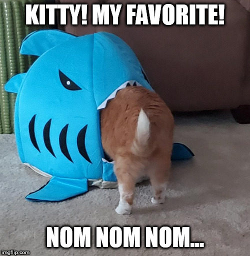 Shark NOMNOMNOM | KITTY! MY FAVORITE! NOM NOM NOM... | image tagged in shark nomnomnom | made w/ Imgflip meme maker