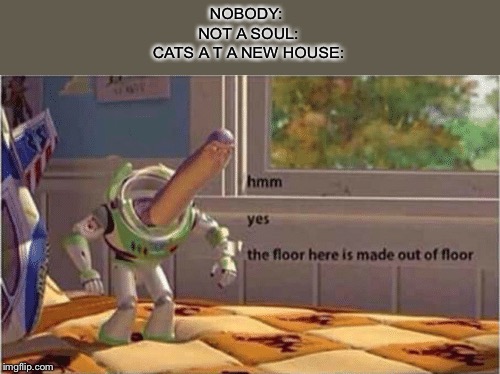 hmm yes the floor here is made out of floor | NOBODY: 
NOT A SOUL:
CATS A T A NEW HOUSE: | image tagged in hmm yes the floor here is made out of floor,cats | made w/ Imgflip meme maker
