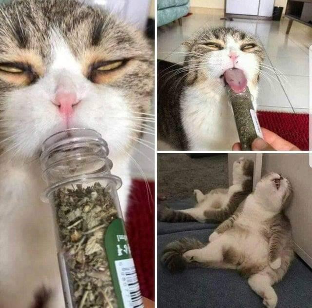 Catnip Blank Meme Template