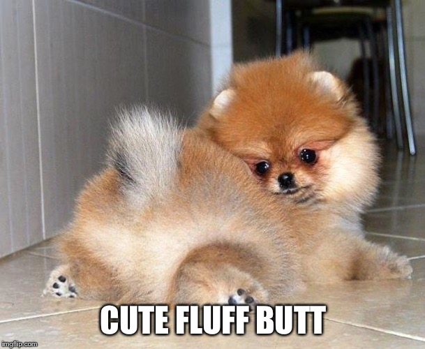 Dog butt | CUTE FLUFF BUTT | image tagged in dog butt | made w/ Imgflip meme maker