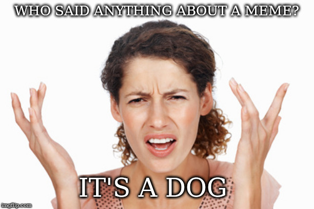 Indignant | WHO SAID ANYTHING ABOUT A MEME? IT'S A DOG | image tagged in indignant | made w/ Imgflip meme maker