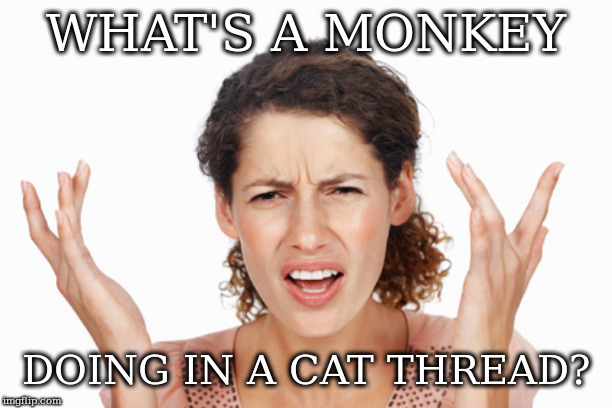 Indignant | WHAT'S A MONKEY DOING IN A CAT THREAD? | image tagged in indignant | made w/ Imgflip meme maker