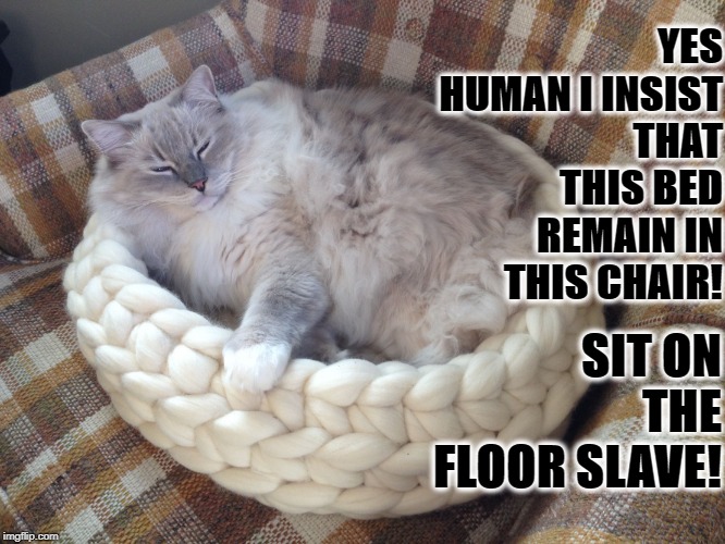 I INSIST | YES HUMAN I INSIST THAT THIS BED REMAIN IN THIS CHAIR! SIT ON THE FLOOR SLAVE! | image tagged in i insist | made w/ Imgflip meme maker