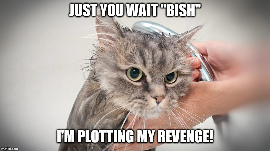 Cat Diary Entry: Day 10 | JUST YOU WAIT "BISH"; I'M PLOTTING MY REVENGE! | image tagged in angry cat,cats hate water,lolcats,cats | made w/ Imgflip meme maker