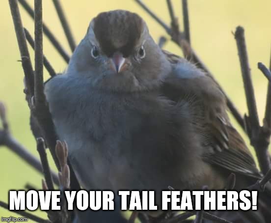Fat, Mad Bird | MOVE YOUR TAIL FEATHERS! | image tagged in fat mad bird | made w/ Imgflip meme maker