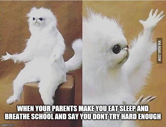 Confused Monkey / Cat | WHEN YOUR PARENTS MAKE YOU EAT SLEEP AND BREATHE SCHOOL AND SAY YOU DONT TRY HARD ENOUGH | image tagged in confused monkey / cat | made w/ Imgflip meme maker