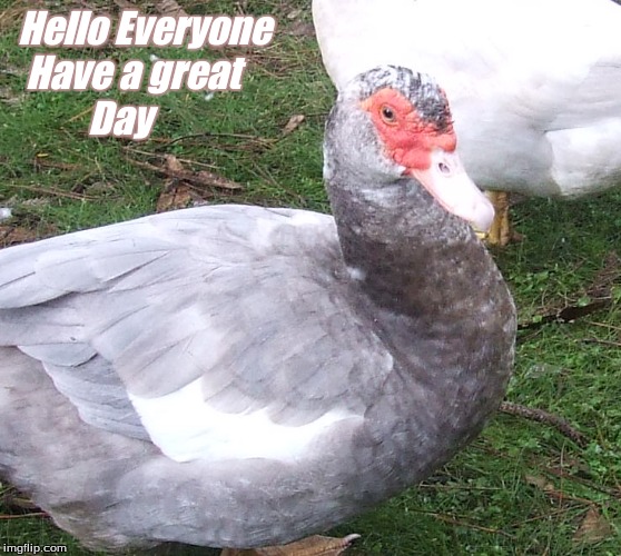 Hello Everyone have a great day | Hello Everyone
  Have a great 
          Day | image tagged in hello ducks,muscovy ducks,memes,have a great day | made w/ Imgflip meme maker