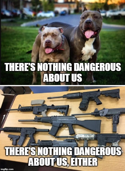nothing dangerous | THERE'S NOTHING DANGEROUS
ABOUT US; THERE'S NOTHING DANGEROUS
ABOUT US, EITHER | image tagged in pitbulls,assault weapons | made w/ Imgflip meme maker
