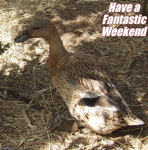 Have a fantastic weekend | Have a   
Fantastic
 Weekend | image tagged in memes,ducks,have a fantastic weekend  ducks | made w/ Imgflip meme maker