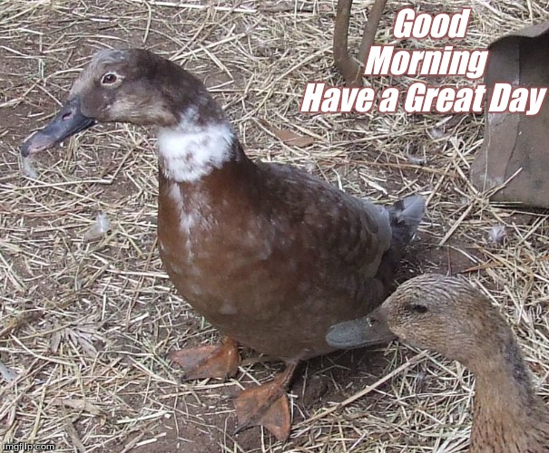 Good Morning have a great day | Good            
Morning         
Have a Great Day | image tagged in memes,good morning,good morning ducks,have a great day | made w/ Imgflip meme maker