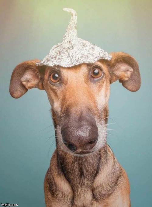 dog conspiracy alu hat | image tagged in dog conspiracy alu hat | made w/ Imgflip meme maker