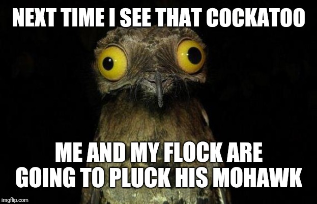 Weird Stuff I Do Potoo Meme | NEXT TIME I SEE THAT COCKATOO ME AND MY FLOCK ARE GOING TO PLUCK HIS MOHAWK | image tagged in memes,weird stuff i do potoo | made w/ Imgflip meme maker