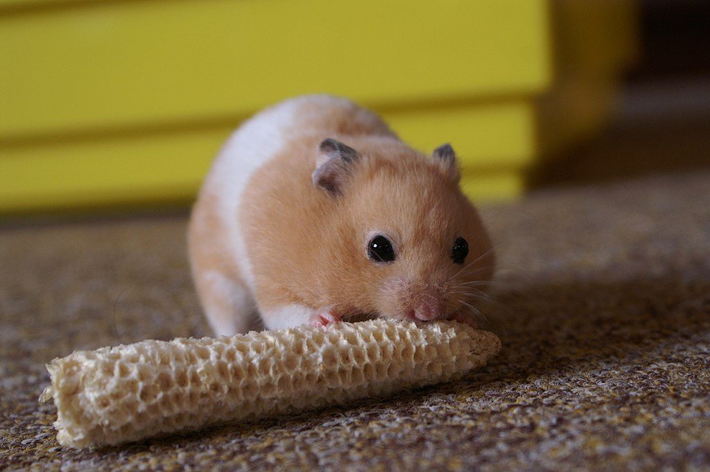 hamster Blank Meme Template