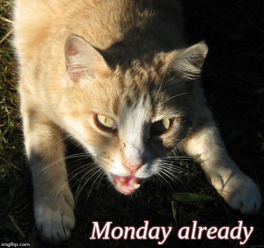 Monday already | Monday already | image tagged in monday cats,memes,monday already | made w/ Imgflip meme maker