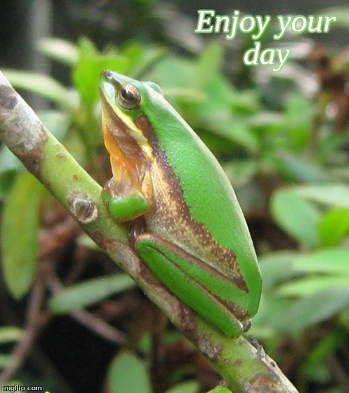 Enjoy your day | Enjoy your 
day | image tagged in enjoy your day,memes,frogs,good morning frogs,good morning | made w/ Imgflip meme maker