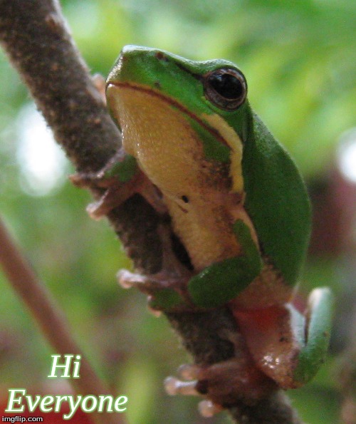 Hi everyone | Hi              
Everyone | image tagged in hi everyone,hi frogs,hello frogs,memes | made w/ Imgflip meme maker