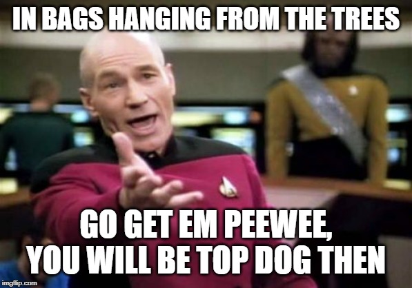 Picard Wtf Meme | IN BAGS HANGING FROM THE TREES GO GET EM PEEWEE, YOU WILL BE TOP DOG THEN | image tagged in memes,picard wtf | made w/ Imgflip meme maker