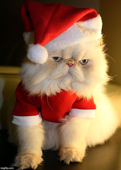 Santa Grumpy Cat | image tagged in santa grumpy cat | made w/ Imgflip meme maker