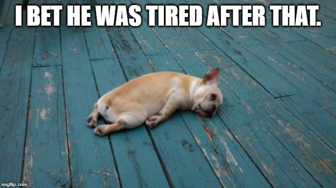 tired dog | I BET HE WAS TIRED AFTER THAT. | image tagged in tired dog | made w/ Imgflip meme maker