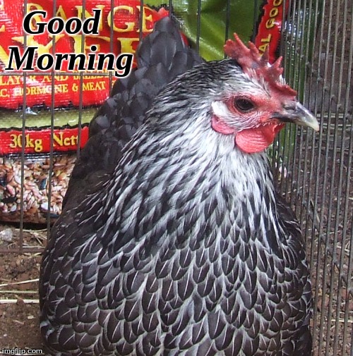 Good morning | Good    
Morning | image tagged in good morning,good morning chickens,memes | made w/ Imgflip meme maker