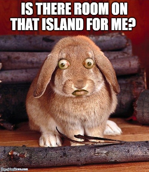 Scared Bunny | IS THERE ROOM ON THAT ISLAND FOR ME? | image tagged in scared bunny | made w/ Imgflip meme maker