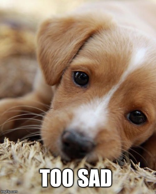Puppy eyes  | TOO SAD | image tagged in puppy eyes | made w/ Imgflip meme maker