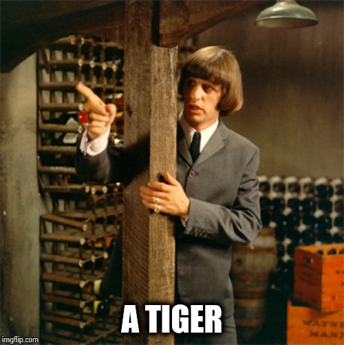 A TIGER | made w/ Imgflip meme maker