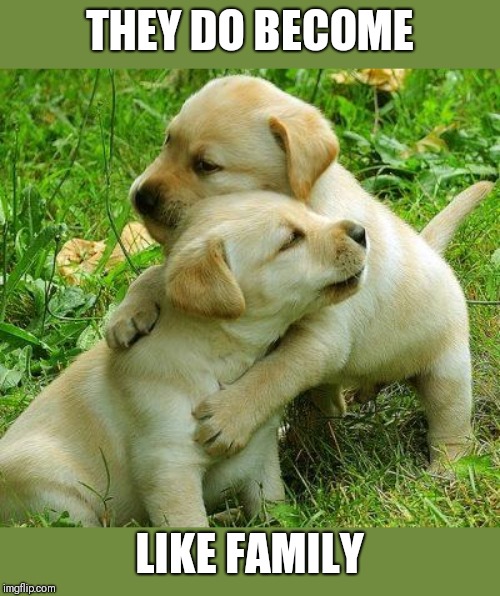 Puppy I love bro | THEY DO BECOME LIKE FAMILY | image tagged in puppy i love bro | made w/ Imgflip meme maker