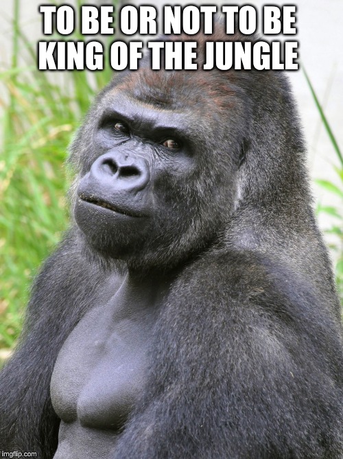 Hot Gorilla  | TO BE OR NOT TO BE 

KING OF THE JUNGLE | image tagged in hot gorilla | made w/ Imgflip meme maker