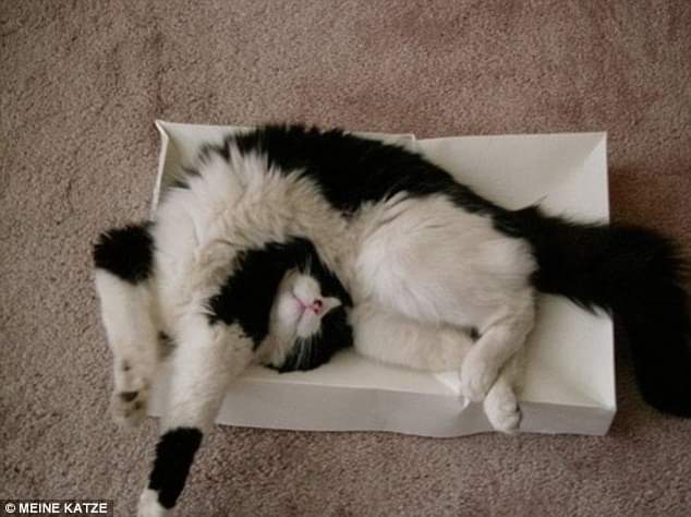 IKEA cat Blank Meme Template