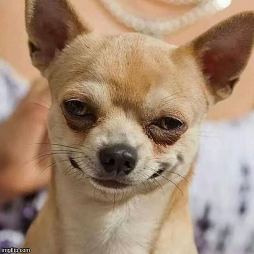 Smirking Dog | image tagged in smirking dog | made w/ Imgflip meme maker