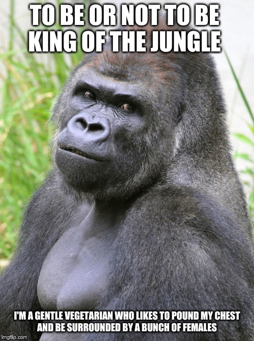 who likes to be a gorilla? | I'M A GENTLE VEGETARIAN WHO LIKES TO POUND MY CHEST

AND BE SURROUNDED BY A BUNCH OF FEMALES | image tagged in gorilla,human nature | made w/ Imgflip meme maker