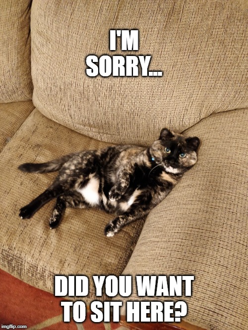 I'M SORRY... DID YOU WANT TO SIT HERE? | image tagged in funny cat memes | made w/ Imgflip meme maker