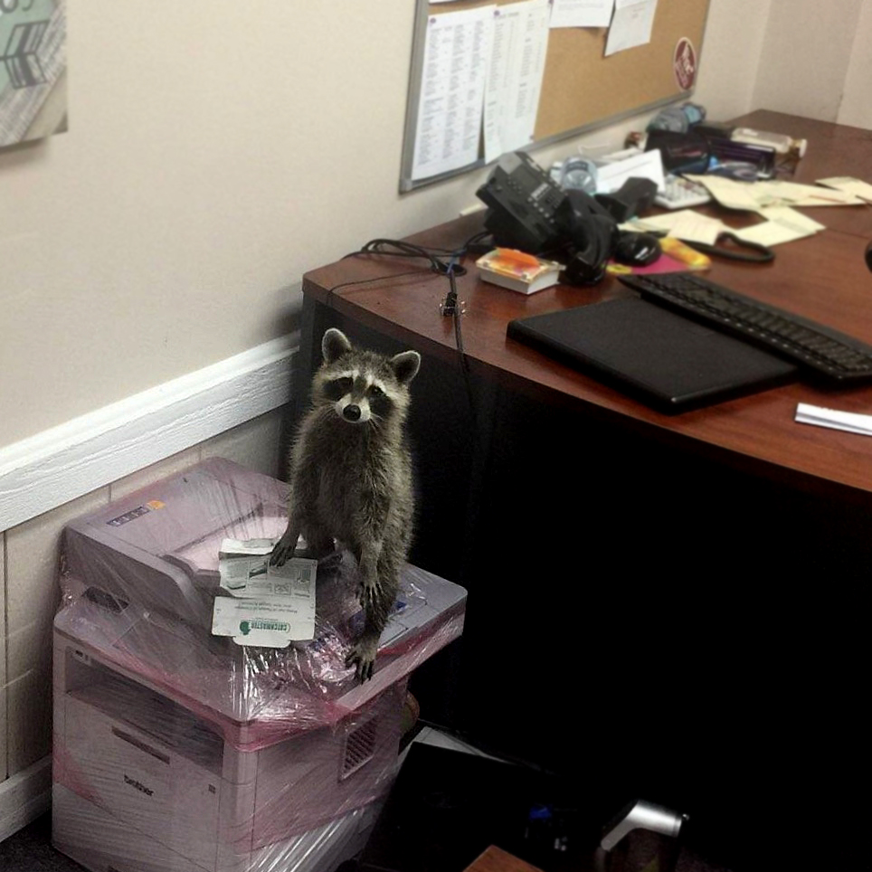 Raccoon in the Office Blank Meme Template