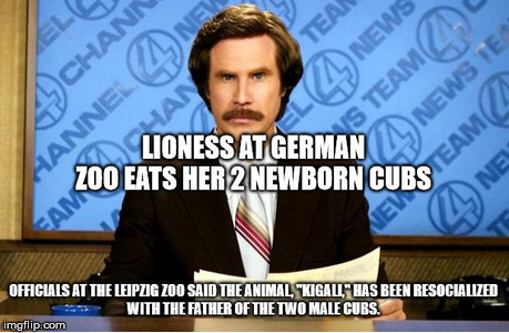 I guess they thought once wasn't enough. | image tagged in news,zoo,cannibal,lion,idiocy,insane | made w/ Imgflip meme maker