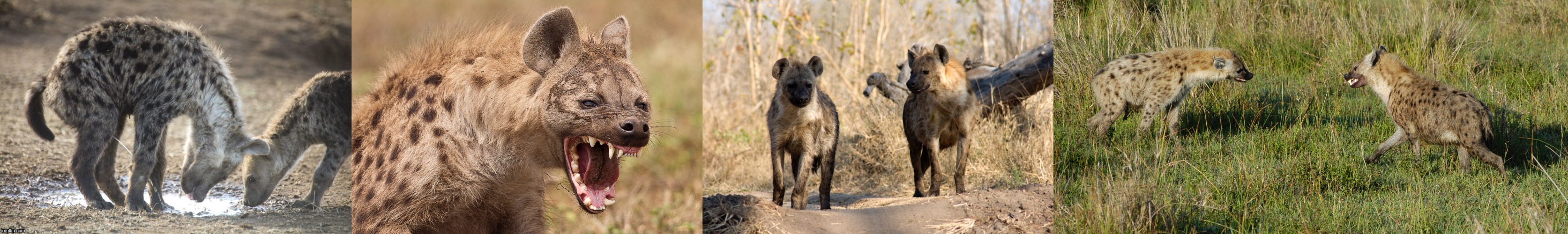 High Quality Please Don’t Pee in the Pool (Hyena Version) Blank Meme Template