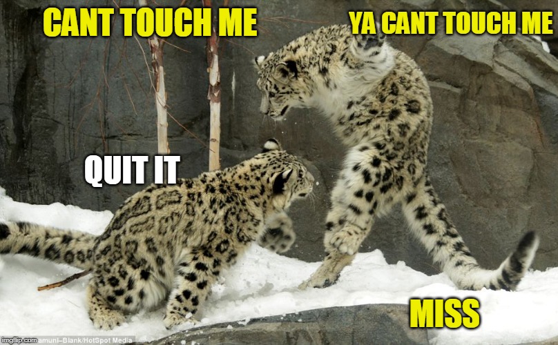 IM TELLIN | YA CANT TOUCH ME; CANT TOUCH ME; QUIT IT; MISS | image tagged in cats,cat,snow leopard | made w/ Imgflip meme maker