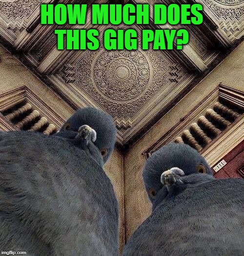 Angry Pigeons | HOW MUCH DOES THIS GIG PAY? | image tagged in angry pigeons | made w/ Imgflip meme maker