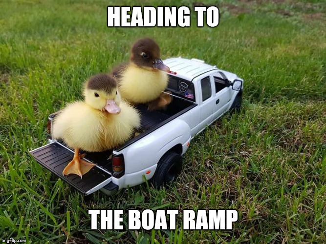 DUCK TRUCK | HEADING TO; THE BOAT RAMP | image tagged in ducks,duck,duckling | made w/ Imgflip meme maker