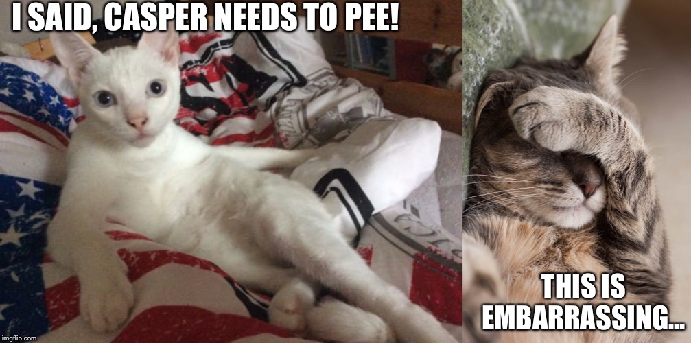 Omo-Cat #2: Road Trip (Part 2) | I SAID, CASPER NEEDS TO PEE! THIS IS EMBARRASSING... | image tagged in pee,cats,car,road trip | made w/ Imgflip meme maker