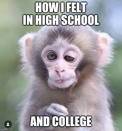 Hi Monkey | HOW I FELT IN HIGH SCHOOL; AND COLLEGE | image tagged in funny,pot,funny animals,cute | made w/ Imgflip meme maker