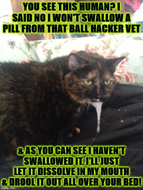 I SAID NO | YOU SEE THIS HUMAN? I SAID NO I WON'T SWALLOW A PILL FROM THAT BALL HACKER VET; & AS YOU CAN SEE I HAVEN'T SWALLOWED IT. I'LL JUST LET IT DISSOLVE IN MY MOUTH & DROOL IT OUT ALL OVER YOUR BED! | image tagged in i said no | made w/ Imgflip meme maker