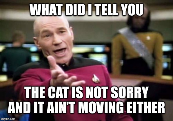 Picard Wtf Meme | WHAT DID I TELL YOU THE CAT IS NOT SORRY AND IT AIN’T MOVING EITHER | image tagged in memes,picard wtf | made w/ Imgflip meme maker