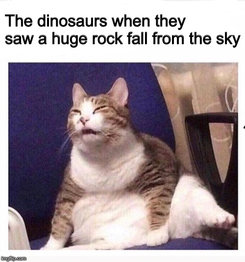 Confused fat cat | The dinosaurs when they saw a huge rock fall from the sky | image tagged in confused fat cat | made w/ Imgflip meme maker