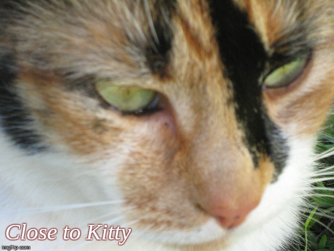 close to kitty | Close to Kitty | image tagged in close to kitty,memes,cats | made w/ Imgflip meme maker