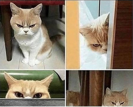 High Quality evil cat Blank Meme Template