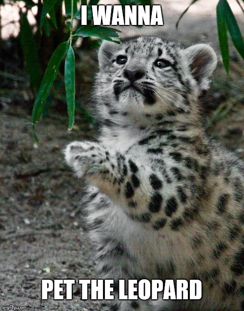 WAIT WHAT LEOPARD | I WANNA PET THE LEOPARD | image tagged in wait what leopard | made w/ Imgflip meme maker