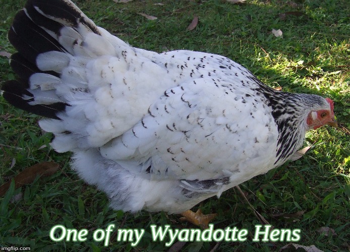 One of my Wyandotte Hens | One of my Wyandotte Hens | image tagged in wyandotte's,wyandotte hen,memes | made w/ Imgflip meme maker