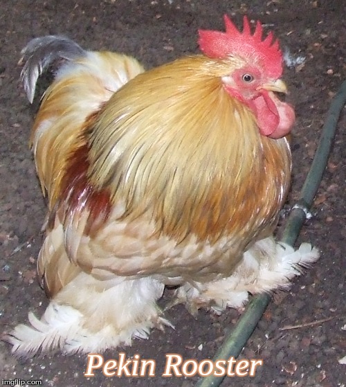 Pekin Rooster | Pekin Rooster | image tagged in pekin rooster,memes | made w/ Imgflip meme maker